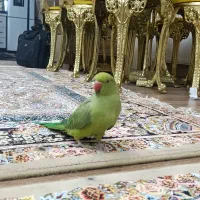 شاه طوطی ملنگو ۵ ماهه خانگی بسیار رام