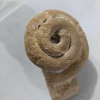 فسیل حلزونی و سنگ راف عقیق