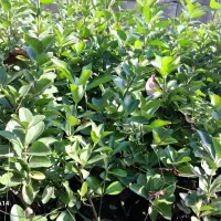 گل یوکا در اندازه های مختلف وشمشاد طلایی وسبز|گل و گیاه طبیعی|نوشهر, |دیوار