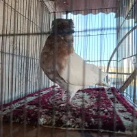 نرکله ای|حیوانات|بروجرد, |دیوار