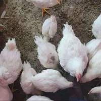 جوجه مرغ خروس|حیوانات مزرعه|کرمانشاه, |دیوار