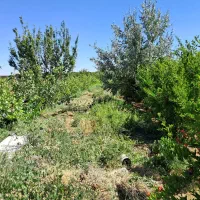 تهاتر باغ مثمر میوه با آپارتمان