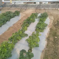 باغبانی . کشاورزی  .کارشناس باغبانی