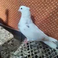 کبوتر فروشی