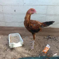 بز چهار ماه آوستن و کولار و یک عدد خروس لاری|حیوانات مزرعه|طبس, |دیوار