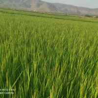 فروش برنج کامفیروزی