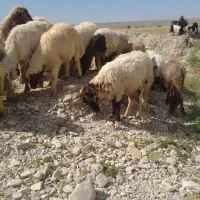 میش وبره