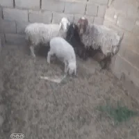 میش