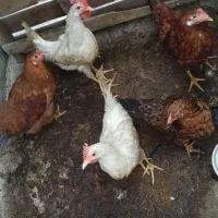 مرغ و خروس دورگه ۴ عدد