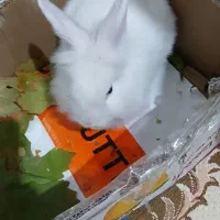 خرگوش|موش و خرگوش|چورزق, |دیوار