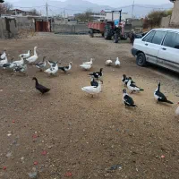 فروش اردک اسراییلی|حیوانات مزرعه|سیلاخور, |دیوار