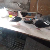 کفتر سیاه بال جفت|پرنده|مشهد, فاطمیه|دیوار