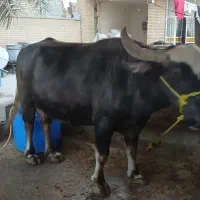 گاومیش شیری درجه یک|حیوانات مزرعه|سوسنگرد, |دیوار