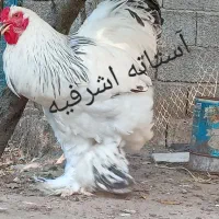 تخم برهما لایت اصیل|حیوانات مزرعه|رشت, اسماعیل آباد|دیوار