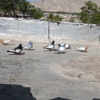 ۷ کبوتر نر