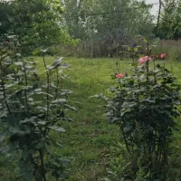 یک هکتار  ملک روستایی  همراه با بنا لاهیجان|فروش زمین و ملک کلنگی|لاهیجان, بوجایه|دیوار