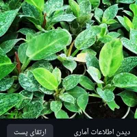 خدمات حضوری رسیدگی به گل گیاهان آپارتمانی|خدمات باغبانی و درختکاری|شیراز, فرگاز|دیوار