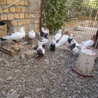 چند جفت دمی کله ای طوقی فرش|پرنده|سیلاخور, |دیوار