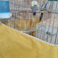 عروس هلندی