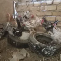 گلین|حیوانات مزرعه|قهدریجان, |دیوار