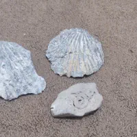 سنگ فسیل|کلکسیون اشیاء عتیقه|ایلام, |دیوار