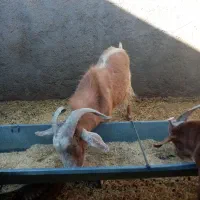 چبش و بزغاله پرواری|حیوانات مزرعه|سده (خراسان جنوبی), |دیوار