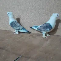 کفتر زینتی|پرنده|تبریز, |دیوار