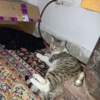 گربه پناهگاه فرشته ها آسیب دیده