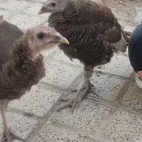 بوقلمون و مرغ و خروس و جوجه مرغ و خروس