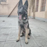 سگ گمشده ژرمن ورک میکس