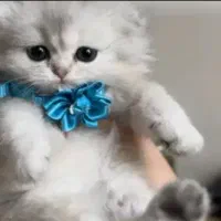 چینچیلا خاص