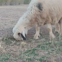 شیشک ۲سال دوقلوزا با جفت بره|حیوانات مزرعه|لاران, |دیوار