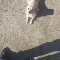 پاکوتا|سگ|گنبد کاووس, |دیوار