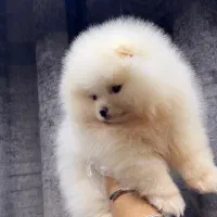 سگ پامر نر خرسی وارداتی میکروچیپ دار