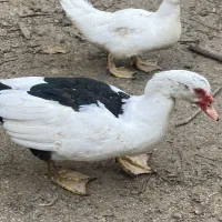 اردک اسراییلی|حیوانات مزرعه|رشت, حومه رشت|دیوار