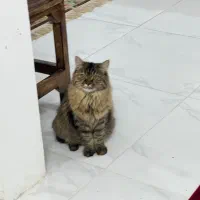 واگذاری گربه ماده|گربه|مشهد, ایثارگران|دیوار