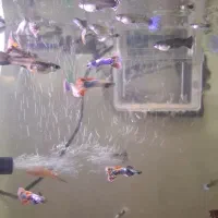 ماهی گوپی دامبو و رد اسنیک و.. پک 10 تایی 300تومن