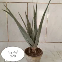 گلهای گرون آینده را الان ارزون بخر|گل و گیاه طبیعی|فلاورجان, |دیوار