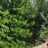 فروش-یامعاوضه-باغچه-سند-دارهشتصدمتری