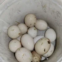 تخم مرغ محلی نطفه دار