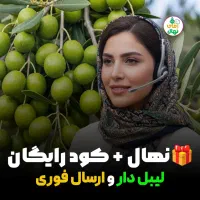 خرید نهال زیتون فیـشوم رقم صادراتی روغن گیری