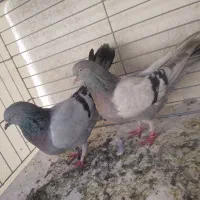 کبوتر اصفهانی کاغذی و سبز ماده معاوضه تیرونی|پرنده|برخوار, |دیوار