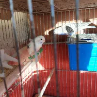 مرغ عشق بالغ و قابل جفتگیری|پرنده|تهران, سازمان برنامه جنوبی|دیوار