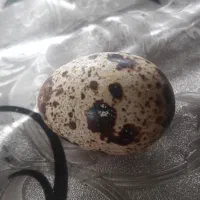 تخم بلدرچین