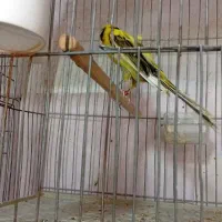 چند نمونه قناری