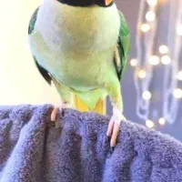 شاه طولی سالم و سر حال رام و سخنگو