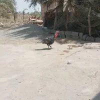 یک جفت بوقلمون