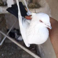 کفتر دم سیاه نر معاوضه