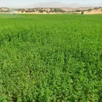 یونجه چین دو وسه|لوازم جانبی حیوانات|شاهیوند, |دیوار