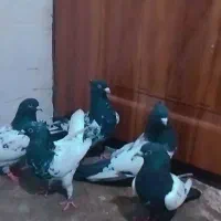 کفتر|پرنده|دلند, |دیوار